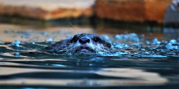 Close-up of turtle swimming in water