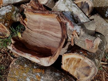 Stack of logs