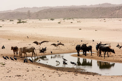 Cows and birds amidst pond at desert