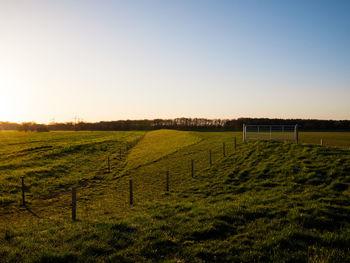 Scenic view of field against clear sky
