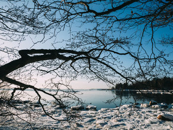 Bare tree by lake against sky