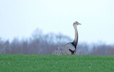 Bird on a field