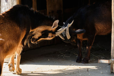 Two goats play fighting and doing goat things near a barn