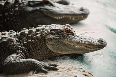 Alligators on sand.