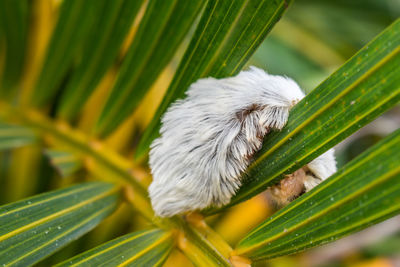 Close-up of a lizard