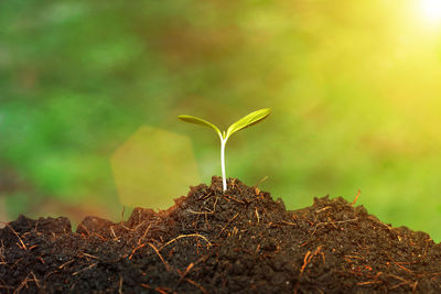 Close-up of small plant growing on field