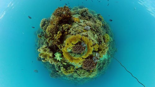 sea