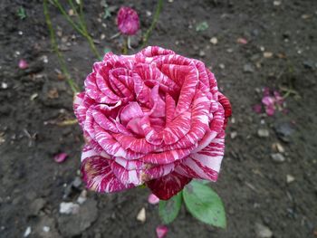 High angle view of pink flower blooming outdoors