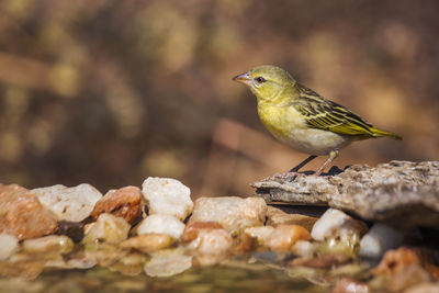 Close-up of bird perching on rock