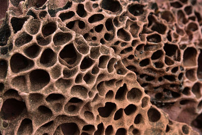 Detail shot of dry leaf