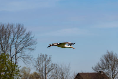 Low angle view of bird flying against sky