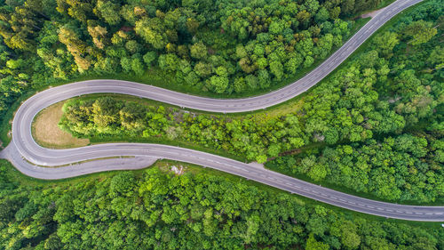 High angle view of fresh green plants and trees