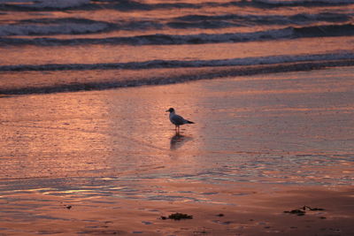 View of seagull on beach