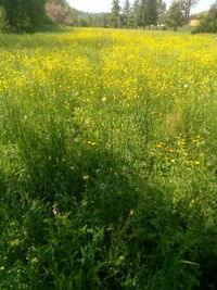 Yellow flowers growing on field