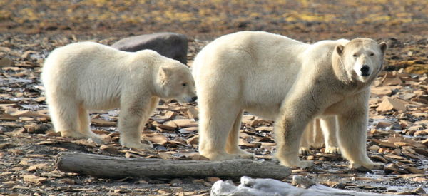 Ice bear with puppy on spitsbergen / svalbard