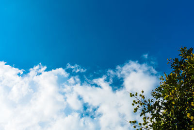 Low angle view of trees against blue sky