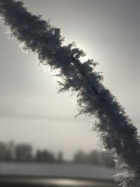 Low angle view of tree against sky