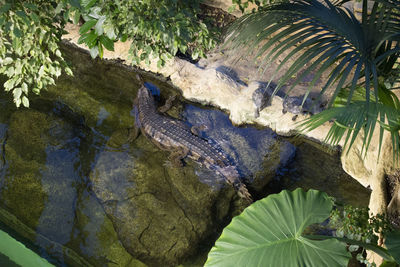 Close-up of crocodile in swamp