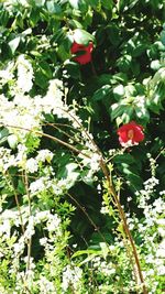 Close-up of red flowers blooming on tree