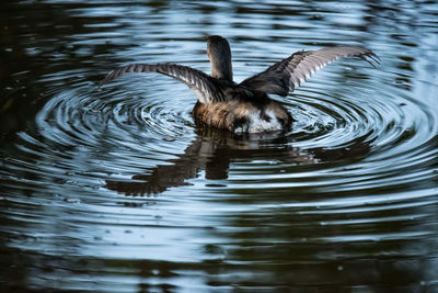 Duck swimming in lake