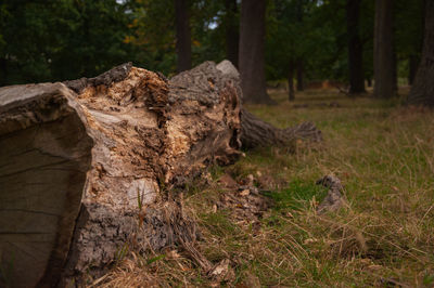 Close-up of tree trunk in forest