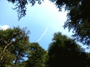 Low angle view of trees against blue sky