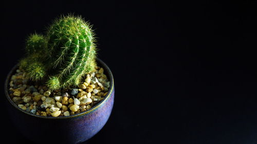 Close-up of cactus plant against black background