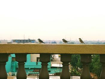 Birds in flight against clear sky