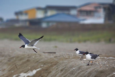 Seagulls flying over land