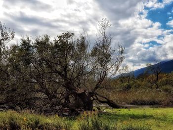 Bare trees on landscape against sky