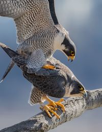 Close-up of birds perching on branch