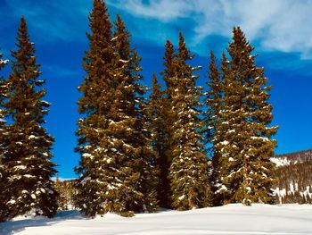 Pine trees on snow covered field against sky