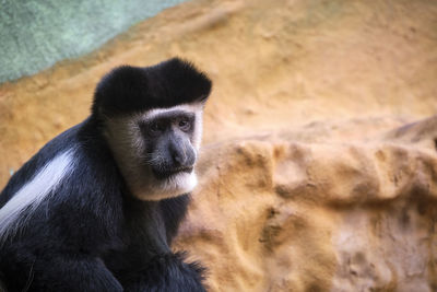 Close-up of a monkey looking away