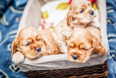 Portrait of cute puppy