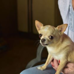 Close-up of dog at home