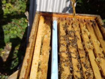 Close-up of bees on rusty metal