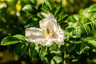 Close-up of white rose flower