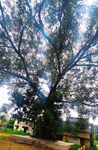 Low angle view of tree by building against sky