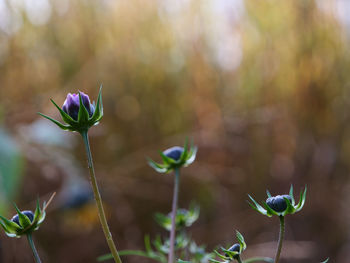 Close-up of purple flowering plant