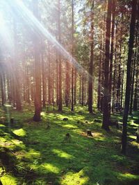 Trees in forest