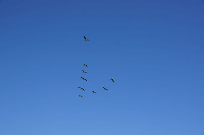 Low angle view of birds flying in sky