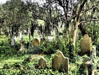 Plants growing in cemetery