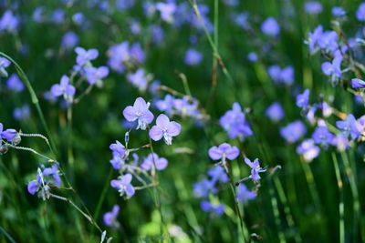 Close-up of purple flowering plants