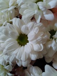 Macro shot of white daisy flower