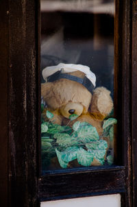 Teddy bear seen through glass window