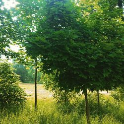 Trees growing in park