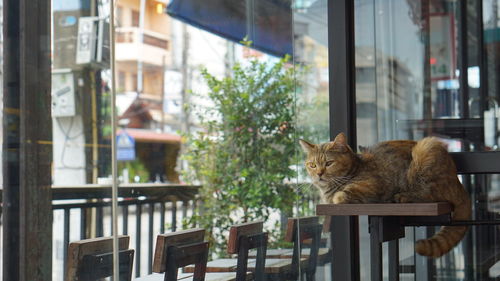 Cat relaxing on table