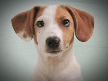 Close-up portrait of dog