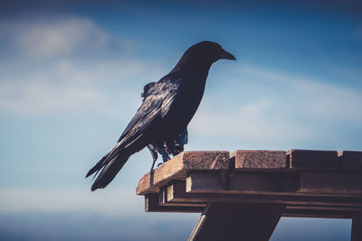 Low angle view of bird perching on roof against sky