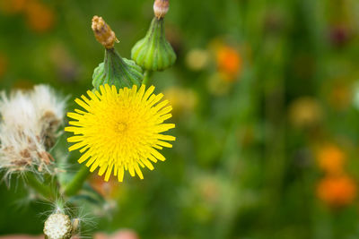 Close-up of yellow flowering plant